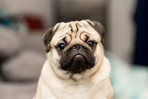 Fawn Pug: Resimler, Gerçekler, Köken & Tarih