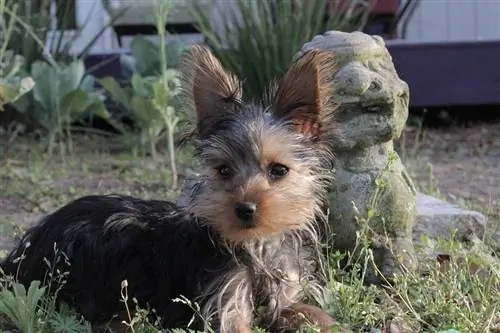 anak anjing terrier yorkshire