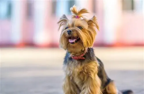 Teetassen-Yorkie mit Pferdeschwanz mit Haarknoten