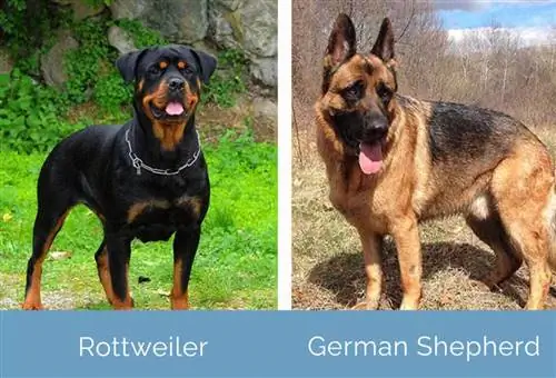 Rottweiler vs የጀርመን እረኛ ጎን ለጎን