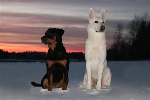 Witte Duitse Herder en Zwarte Rottweiler