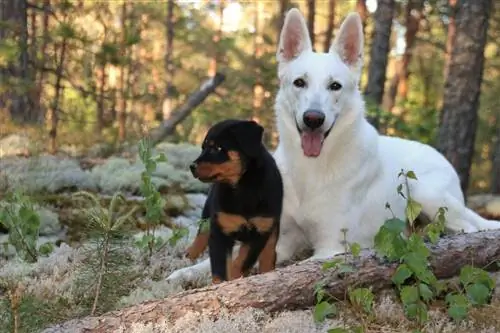 Fehér németjuhász és fekete rottweiler kölyökkutya