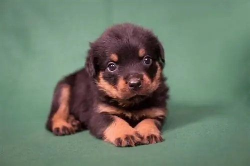 8 weken oude rottweiler