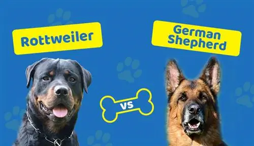 Rottweiler vs. Deutscher Schäferhund: Welchen Hund soll man wählen?