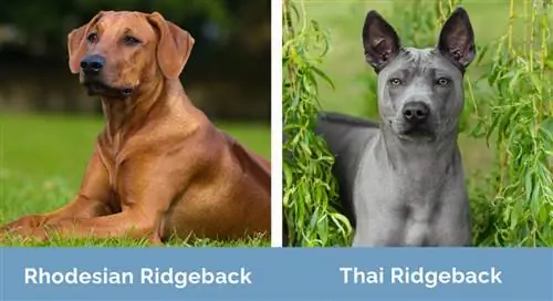 Rhodesian Ridgeback vs Thai Ridgeback berdampingan