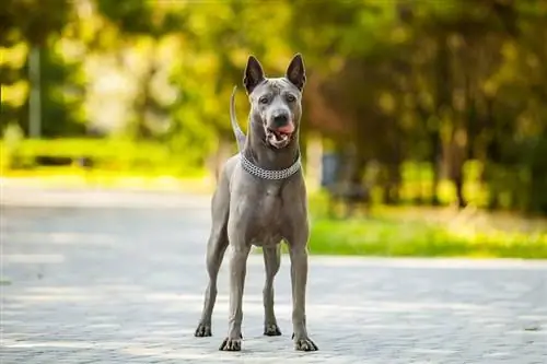 Thai ridgeback hund