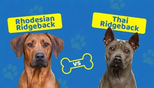 Rhodesian vs Thai Ridgeback: Dallime të dukshme (Me foto)