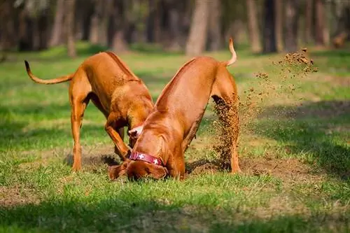 Zwei Rhodesian Ridgebacks gehen in einem Park spazieren, spielen und graben ein Loch in den Boden