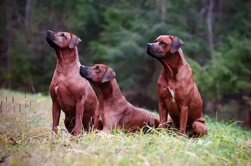 Rhodesian Ridgeback Hunde auf dem Gras