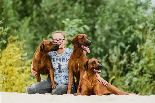 Ragazza sorridente e tre allegri cani Rhodesian Ridgeback