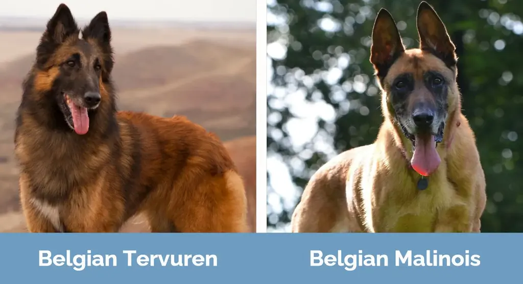 Belgiske Tervuren vs Belgiske Malinois - Visuelle forskelle