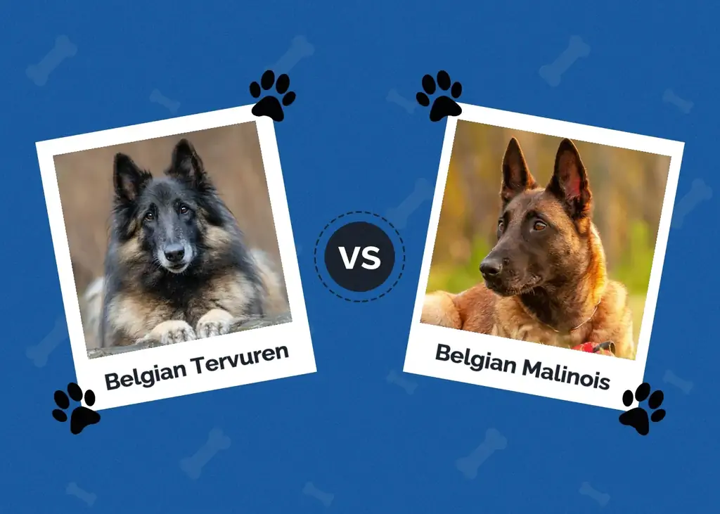 Belgiske Tervuren vs Malinois: Hovedforskelle (med billeder)