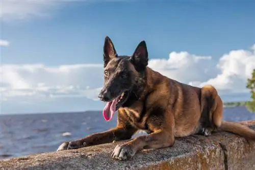 ochiq havoda beton ustida yotgan belgiyalik malinois iti