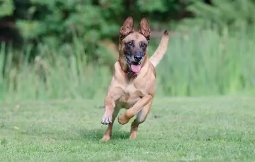 Bieg belgijskiego Malinois