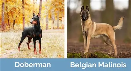 Doberman ja Belgia malinois kõrvuti