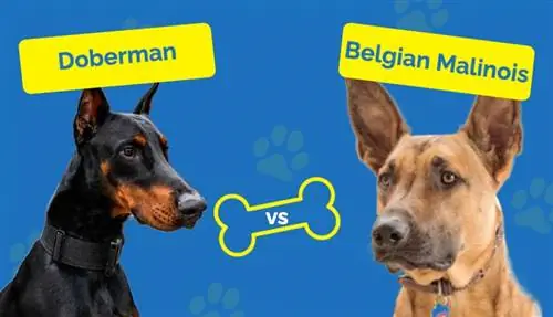 Doberman vs. Belga Malinois – Mi a különbség? (Képekkel)