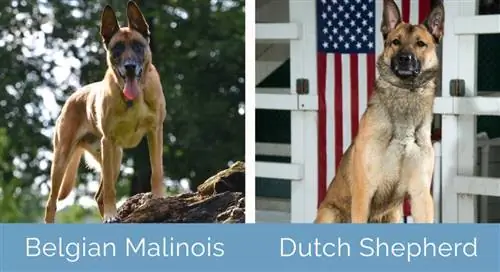 Belçikalı Malinois və Hollandiyalı Çoban yan-yana