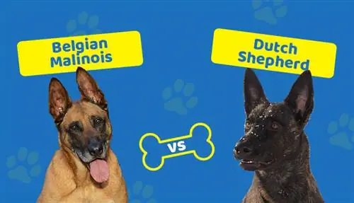 Belgian Malinois vs. Dutch Shepherd: Apa Bedanya?