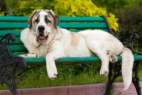 Ισπανικό Mastiff σε υπαίθριες ρυθμίσεις_utekhina anna_shutterstock