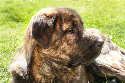 তরুণ ডোরাকাটা স্প্যানিশ Mastiff_juan aunion_shutterstock