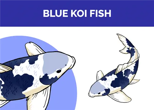 Blue Koi Fish: Info, billeder, oprindelse & Fakta