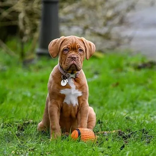 cățeluș dogue de bordeaux