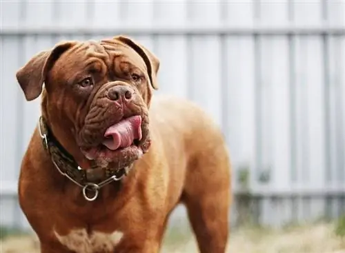 Dogue de Bordeaux