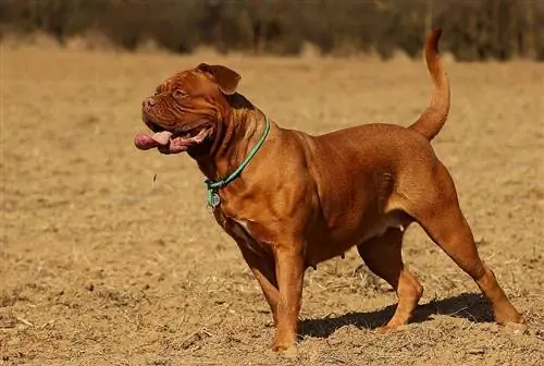 dogue de bordeaux չափահաս