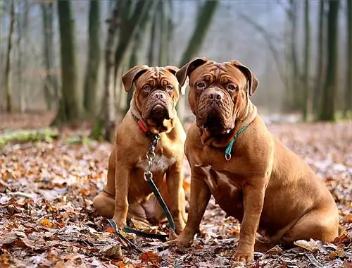 Dogue de Bordeaux нохойн үүлдрийн мэдээлэл: Зураг, шинж чанар & Баримт