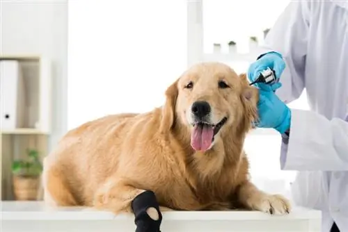 veterinário examinando a orelha de um golden retriever