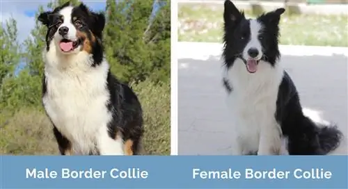 Lelaki vs Perempuan Border Collie sebelah menyebelah