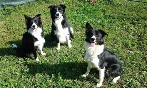 border collie