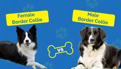 ชาย vs. Border Collie ตัวเมีย: ตัวใดที่เหมาะกับฉัน