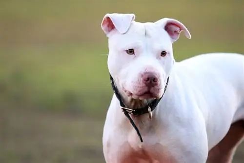 witte pitbull close-up