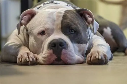 hartseer pitbull