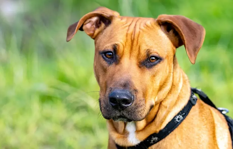 nga afër i një qeni të racës së përzier Rhodesian Ridgeback