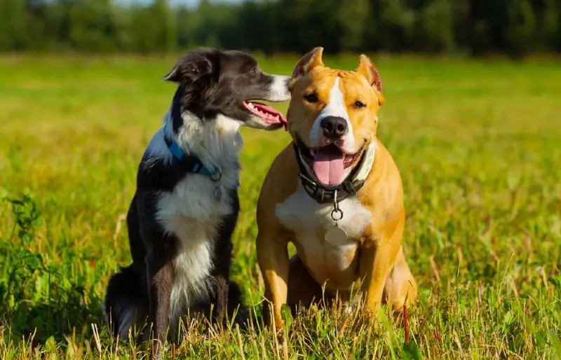 border collie avec un chien staffordshire terrier dans un champ