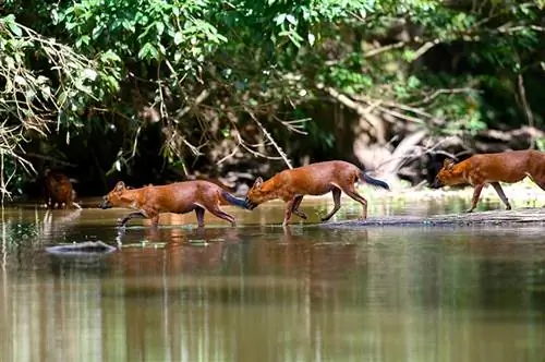 dholes cruzando un arroyo