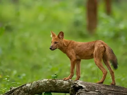 በዱር ውስጥ dhole ቡችላ