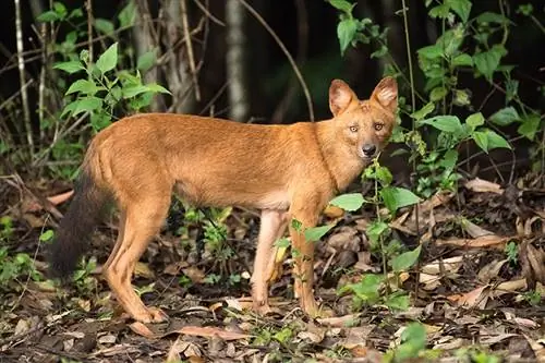 Was ist ein Dhole, & Sind sie gute Haustiere? Geschichte & Fakten erklärt