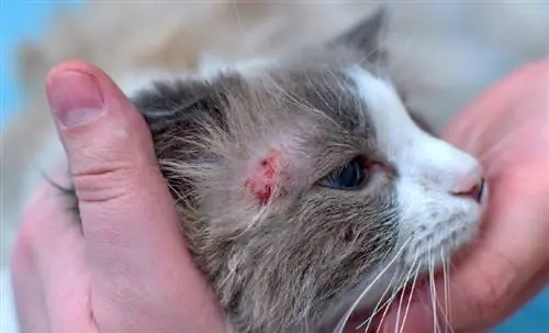 Doenças alérgicas da pele em gatos domésticos