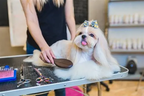 groomer txhuam shih tzu aub pluab