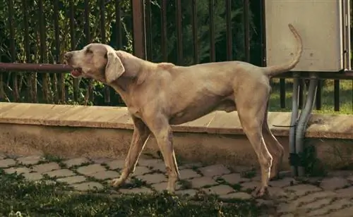 un perro weimaraner ladrando afuera