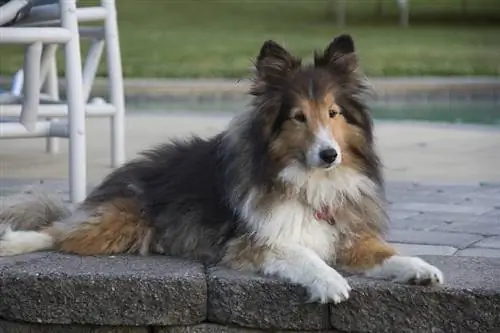 cão pastor de shetland