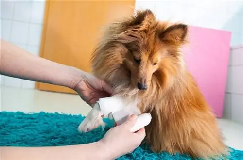 cachorro ferido em bandagem