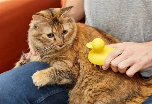 kucing di pangkuan pria sedang disikat