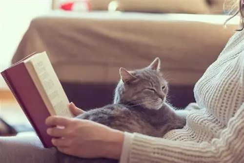 Tabbykatze liegt auf dem Schoß einer Frau, die ein Buch liest