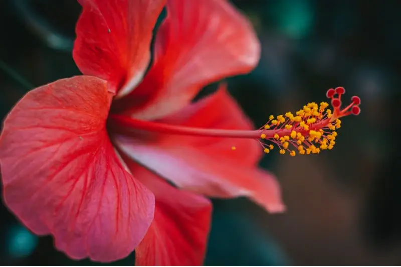 krupni plan crvenog cvijeta hibiskusa