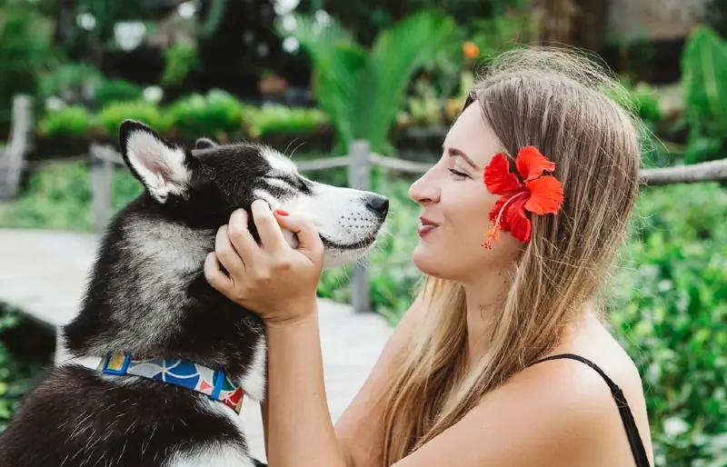 Vai suņi var ēst hibiskus? Veterinārārstu apstiprināti fakti