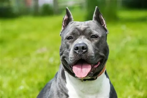 Pitbull Brindle Biru